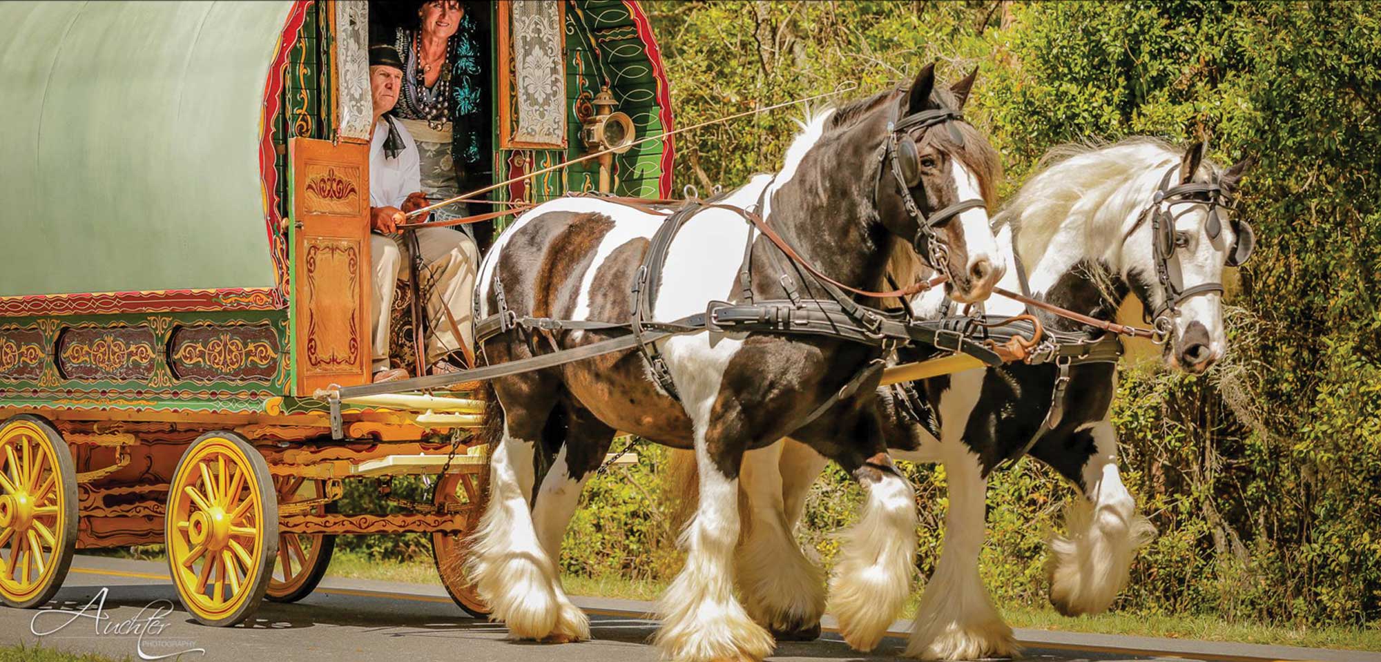 Gypsy Vanner Celebration