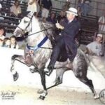 Racking Horse Breeders and Exhibitors Spring Show