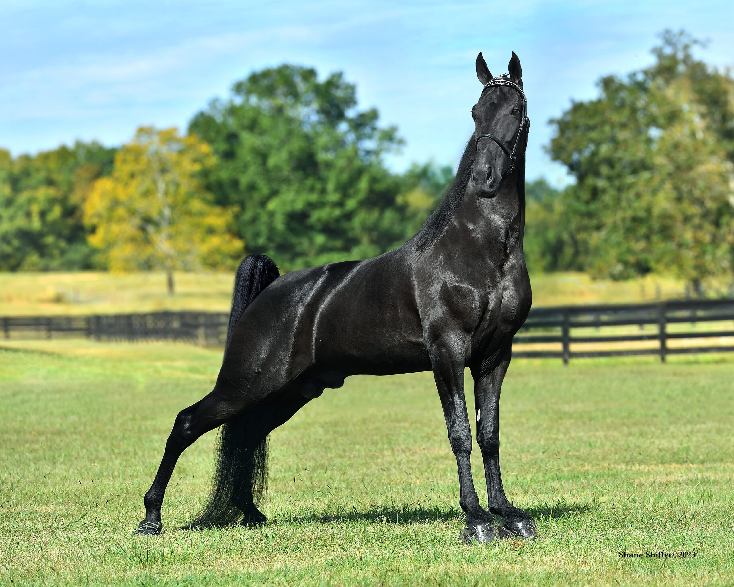 2023:  Justified Honors